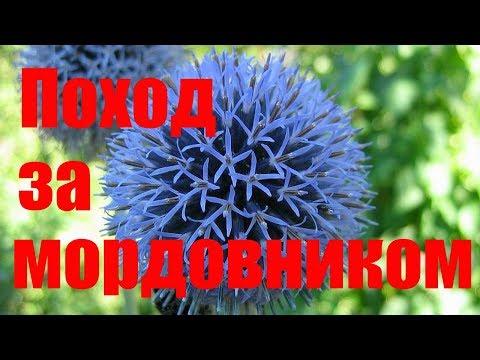 Видео: Поход за мордовником \\ В деревню!