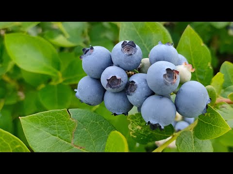 Видео: Отвечаем на вопросы о голубике, клюкве и бруснике