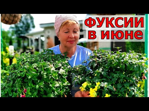 Видео: Хотите пышные ФУКСИИ в саду- делайте как я и мороз. Лайфхак с львиным зевом.