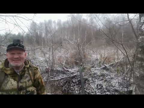 Видео: 2 ноября 2025 г.