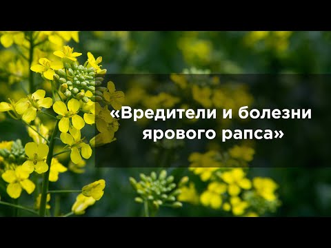 Видео: Вредители и болезни ярового рапса