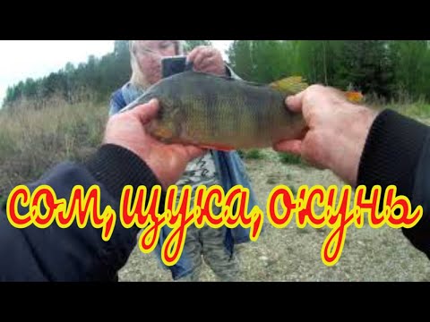 Видео: Окунь ,Сом, Щука на блесну в рк Азарт. Начало июня