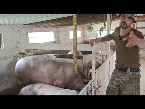 Видео: Завязую з свинарством❓️Ціна на Зерно ставе свинарів на коліна😭Свині та зерно=бабло