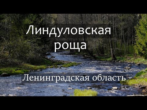 Видео: Линдуловская роща, Ленинградская область