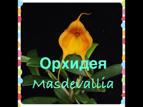 Видео: Орхидея Masdevallia