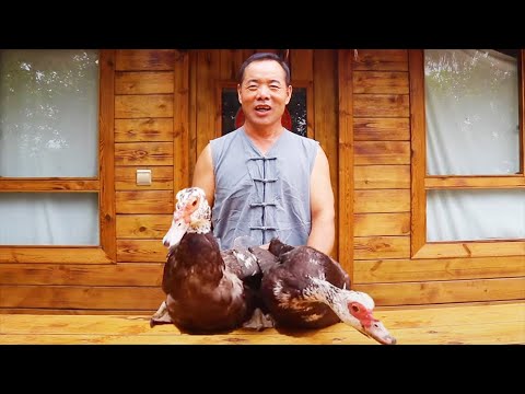 Видео: Из двух красных мускусных уток мы приготовили "Имбирную утку"