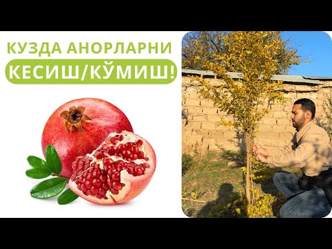 Видео: АНОРЛАРНИ КУЗДА КЕСИШ ВА КЎМИШ!