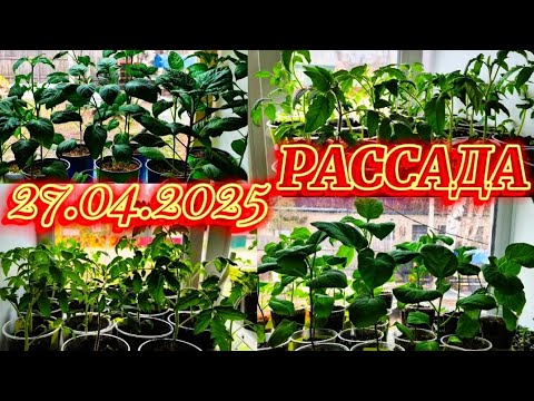 Видео: 27.04.2025.Снег! Мороз! Пролетимся по рассаде!😉 Меня всё устраивает! 🙂