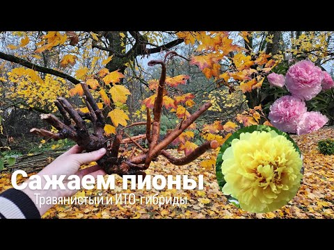 Видео: Сажаем пионы.Травянистый пион Pink giant и ИТО-гибриды Sonoma Halo и Sonoma Yedo. 27 октября 2025 г.