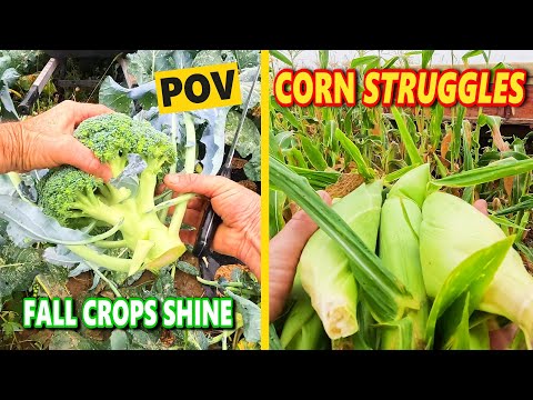 Видео: Осенние культуры процветают, но сладкая кукуруза — большая проблема