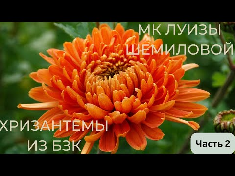 Видео: МК 2 часть⭐️БЗК «ХРИЗАНТЕМЫ» от Луизы Шемиловой ⭐️⭐️Рart 2 Сream chrysanthemums