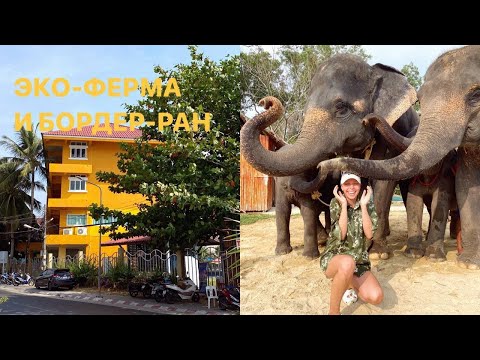 Видео: Влог 22: слоновья эко-ферма и бордер-ран в Малайзию