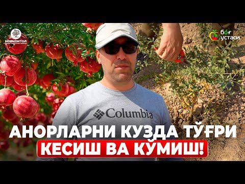 Видео: 1 ЁШЛИ АНОРНИ 4-5 ЛИДЕРЛИ УСУЛДА ТАРБИЯЛАШ! | ШУҲРАТ АБРОРОВ #shuhratabrorov #kesish #anor #anoruz