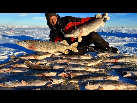 Видео: ЗДЕСЬ ЛОГОВО МОНСТРОВ! ЭТИ КРОКОДИЛЫ РВУТ ЛЕСКИ И РЕЖУТ РУКИ! РЫБАЛКА НА ТРОФЕЙНУЮ ЩУКУ! ЗАПОВЕДНИК!