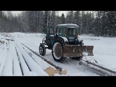 Видео: Валка,трелевка леса.Т 40 в работе.