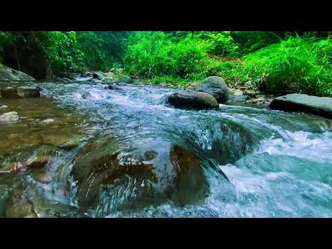 Видео: Успокаивающая река 🌿 | Природные звуки для отдыха и медитации