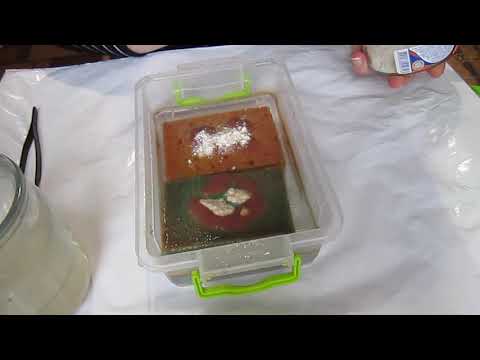 Видео: Живой корм для рыб. Выращивание аулофоруса.