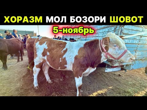 Видео: ХОРАЗМ ШОВОТ МОЛ БОЗОРИ.. ЁШ ХЎКИЗЧАЛАР САВДОСИ 5-ноября 2025 г.