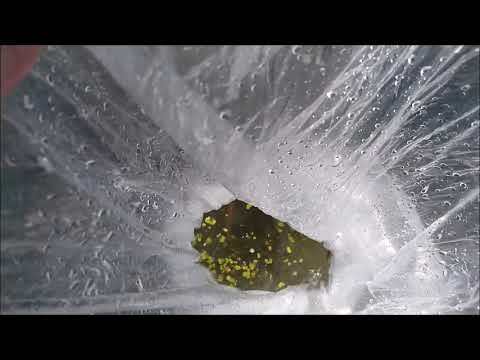 Видео: Зарыбление водоёма мальком судака