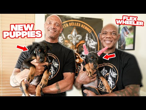 Видео: Распаковка моей новой собаки-охранника с @FlexWheelerOfficial