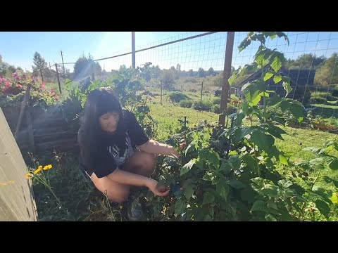 Видео: КРАСОТА ДЕРЕВЕНСКОЙ ЖИЗНИ/КРАСКИ ОСЕНИ/НАСЛАЖДАЕМСЯ КАЖДОЙ МИНУТОЙ ПРОВЕДЁННОЙ В ЛЮБИМОМ ДОМЕ