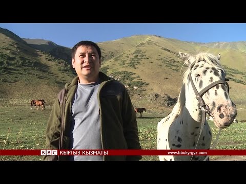 Видео: М. Кулданбаев: Чаар жылкы - кыргыздын байлыгы- BBC Kyrgyz