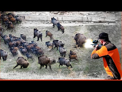 Видео: НЕВЕРОЯТНАЯ ТОЛПА! — НАШЕСТВИЕ КАБАНОВ. Сражайтесь с гигантскими стадами диких кабанов.