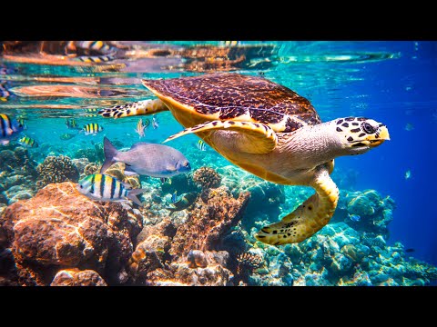 Видео: Расслабляющая музыка для снятия стресса, подводные чудеса🍀 коралловые рифы и красочная морская жизнь