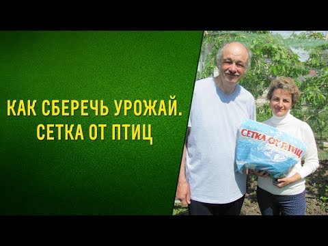 Видео: Как сберечь урожай Сетка от птиц.