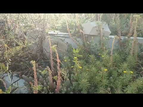 Видео: Пос.Возрождение, концерт на Жане