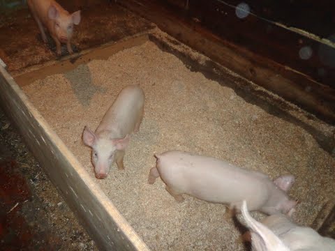 Видео: Несменяемая подстилка для поросят.