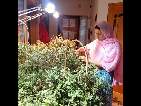 Видео: ВСЁ о прищипывании Туласи, сборе листьев и манджари