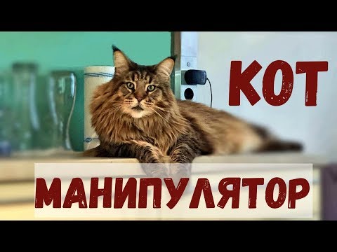 Видео: Мейн-кун, кот манипулятор