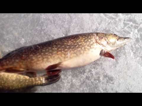 Видео: Ловля щуки на капканы зимой.