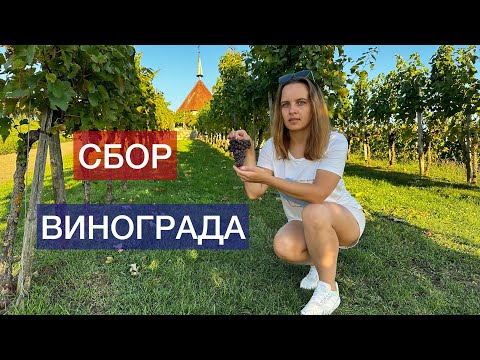 Видео: СБОР ВИНОГРАДА / РАБОТА НА ПОЛЯХ / ЦЕНЫ / ЖИЗНЬ В ДЕРЕВНЕ / ЖИЗНЬ В ГЕРМАНИИ