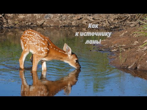 Видео: 🦌🦌🦌Как к источнику лань!🦌🦌🦌 [2.версия]