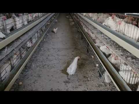 Видео: Срочний сотилади, сиз хохлаган тайёри #тезкор#бизнес#факт#срочний