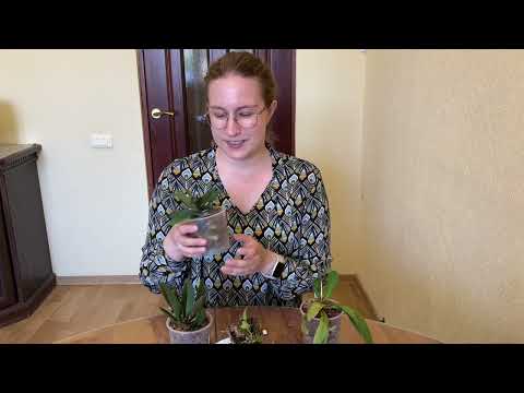 Видео: Распаковка + Comparettia и Trichocentrum в моей коллекции