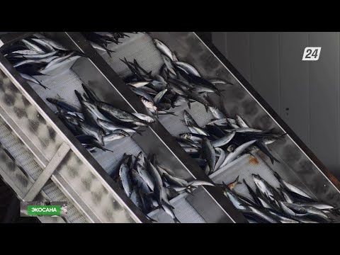 Видео: Балық шаруашылығын дамыту үшін қандай қадам жасалады? | Экосана