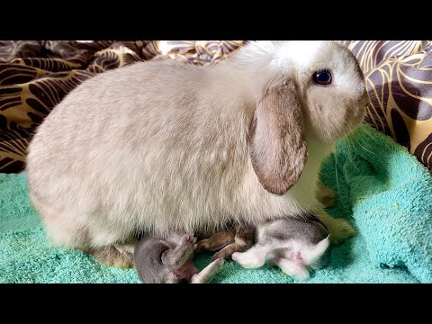 Видео: Мама крольчиха кормит молоком 1 недельных крольчат