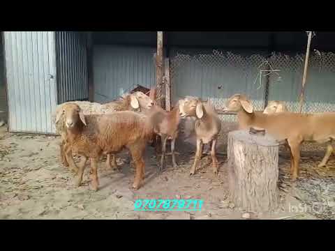 Видео: Сиздер издеген арзан арашан токтулар срочна сатылат 