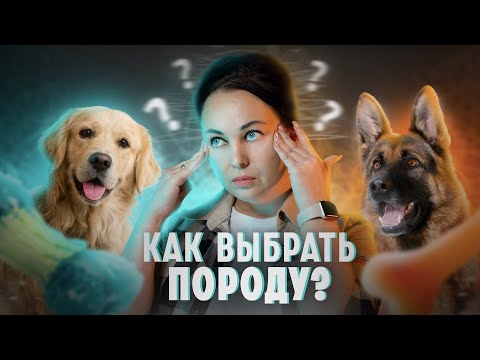 Видео: Как выбрать породу собаки? - 7 советов