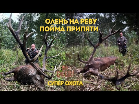 Видео: Охота на благородного оленя!  Олень на реву!  Пойма Припяти!