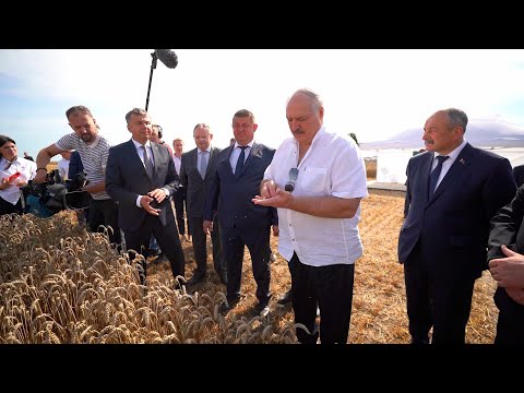 Видео: "Зайцу я не дам портить это добро!" // Лукашенко в поле: Брестская область