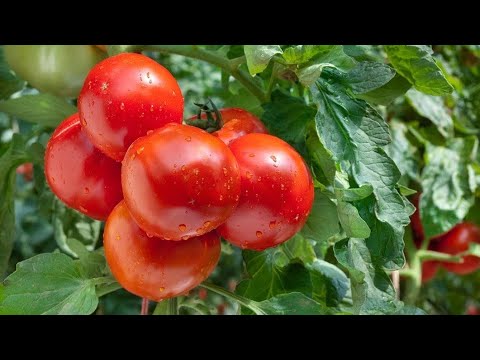 Видео: ВАШИ ТОМАТЫ СОЗРЕЮТ ЧЕРЕЗ НЕДЕЛЮ, ЕСЛИ С НИМИ СДЕЛАТЬ ЭТО! Подкормка и формирование
