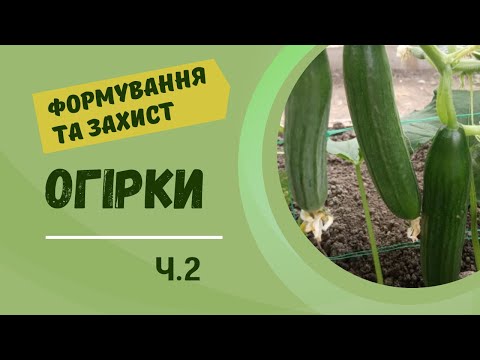 Видео: Вирощування огірків. Ч.2. Формування. Захист від шкідників та хвороб. Урожайна стратегія