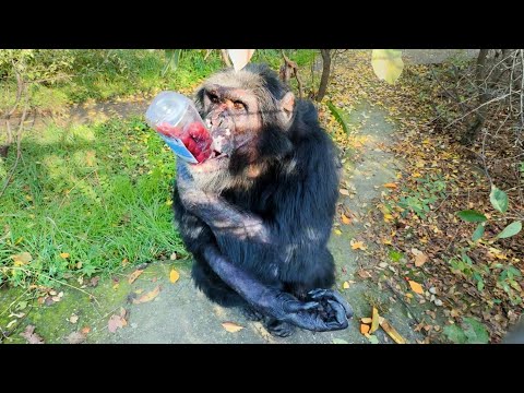 Видео: Бутылку ПЯТКОЙ - чтобы сильнее прилетело! Эта парочка веселит весь парк! Шимпанзе Семен и Джуди!