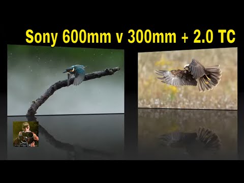 Видео: Телеконвертер Sony 600mm f4 против 300mm f2.8 и 2.0 от «Camilla & I»