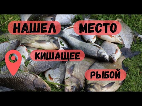 Видео: РЕКОРДНОЕ КОЛИЧЕСТВО РЫБЫ СЕГОДНЯ ПОЙМАЛ. ФИДЕРНАЯ РЫБАЛКА НА ТЕЧЕНИИ. ЛЕЩ, КАРАСЬ, ГУСТЕРА.