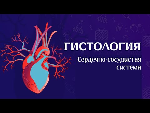 Видео: Гистология сердечно-сосудистой системы